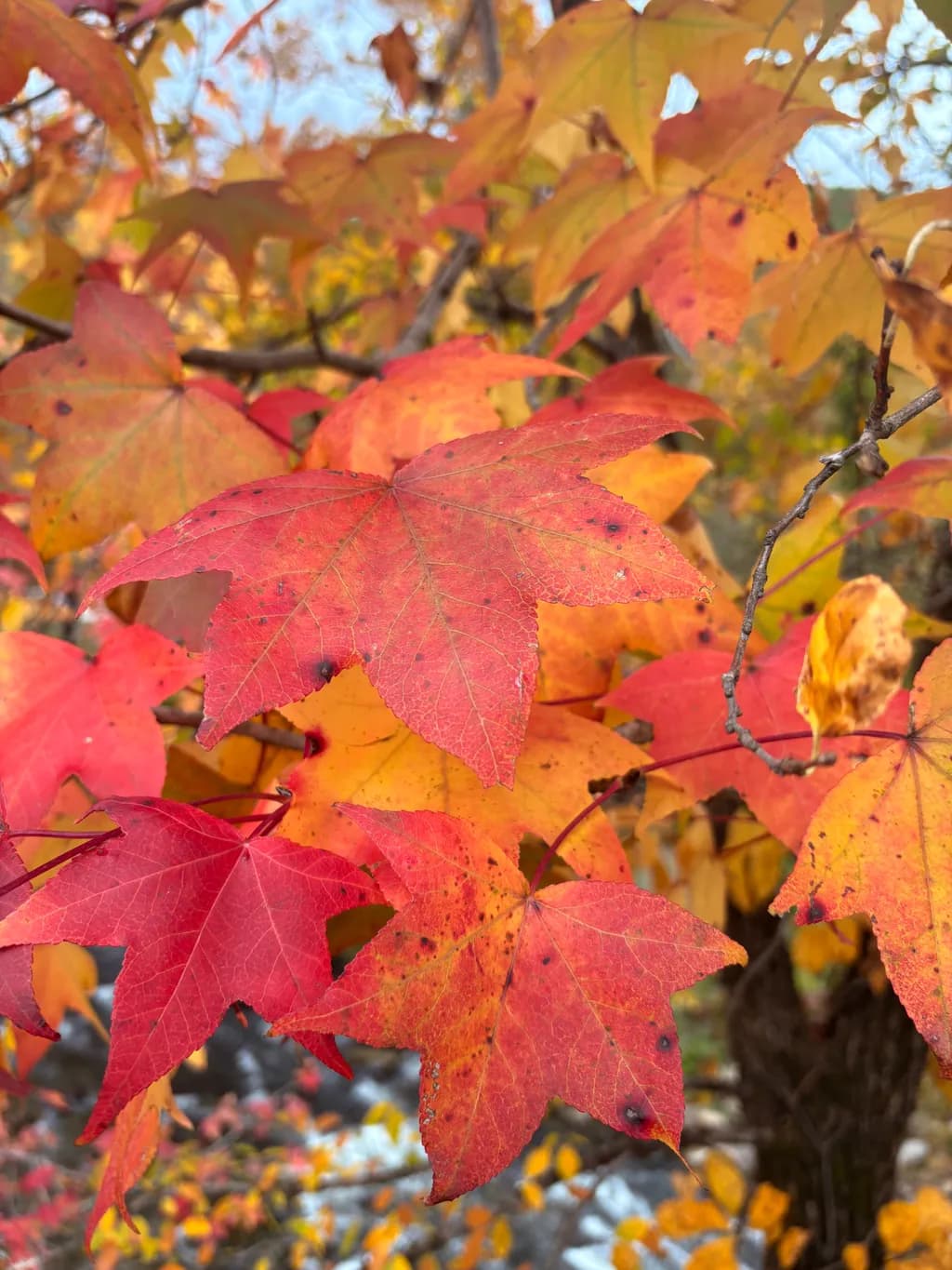 Autumn Blaze On The Blue ridge. 