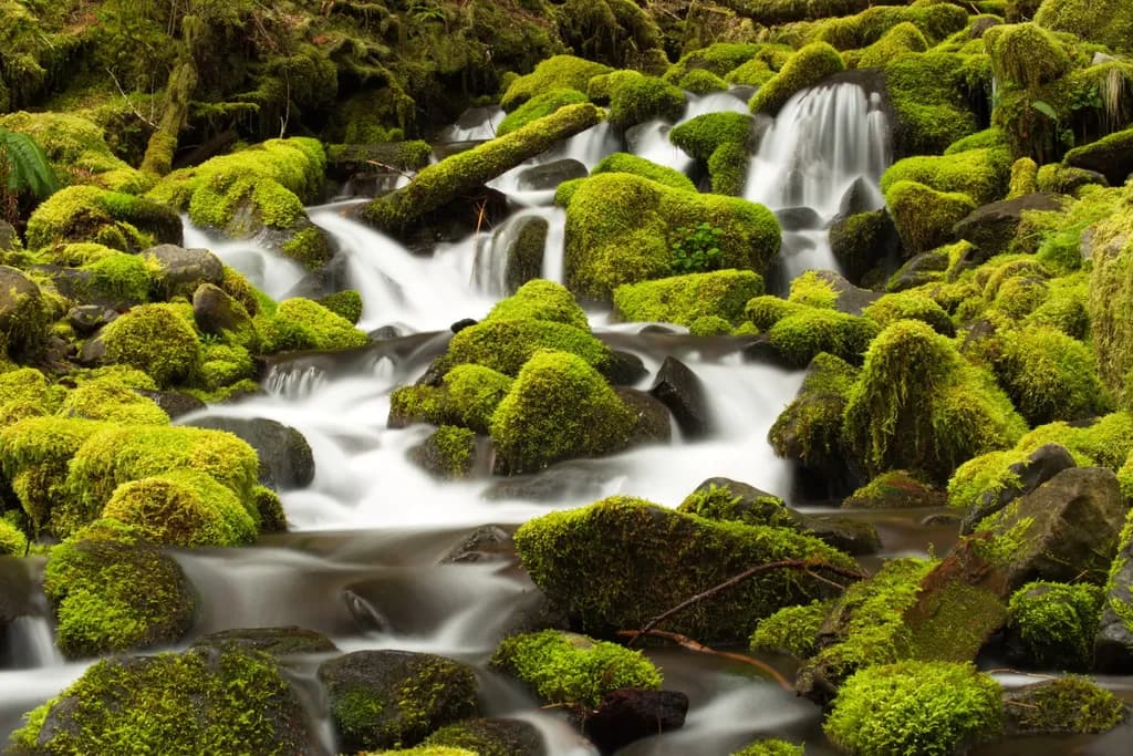 Whispers of the Forest: A Serene Stream Embraced by Lush Green Moss