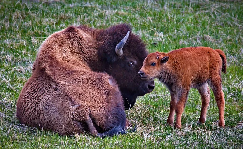 Gentle Giants: A Bison Mother and Calf Embrace in Nature's Serenity