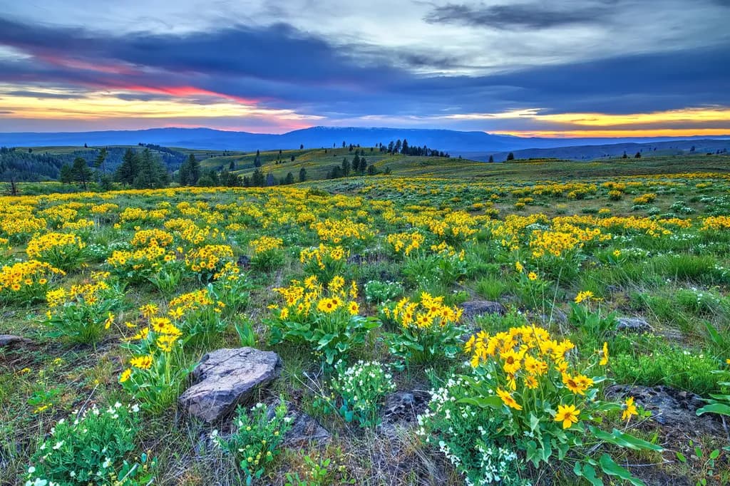 Golden Meadows at Dusk: A Serene Landscape of Wildflowers and Twilight Skies