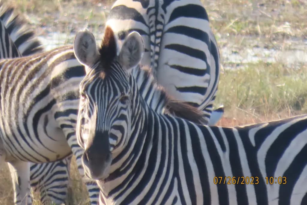 Zebra Watching