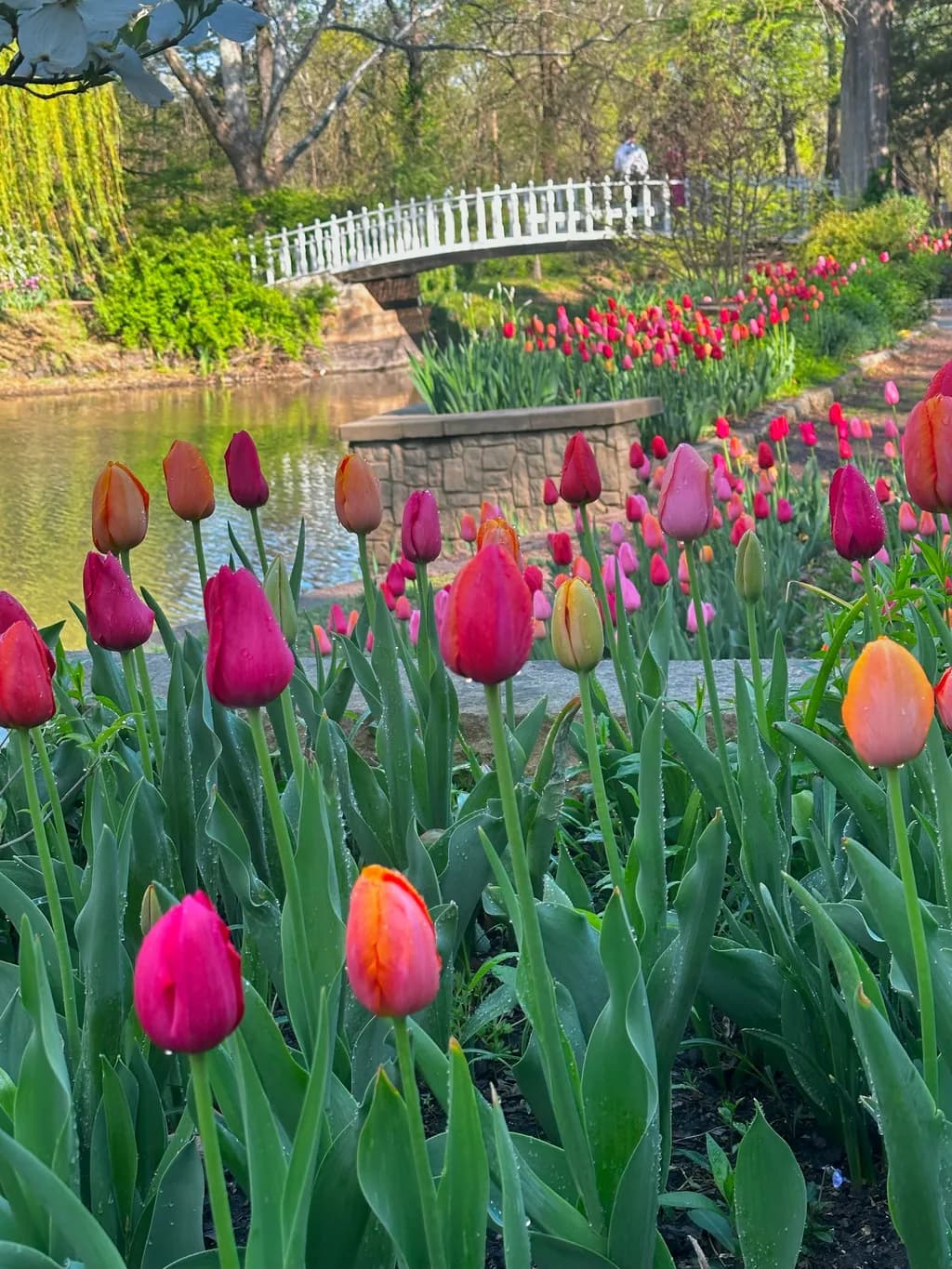 Tulip Fest