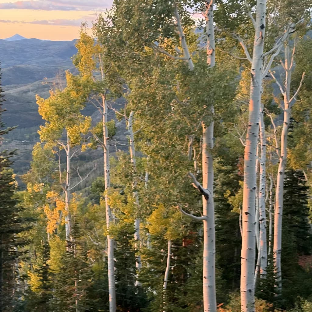 Fall Light Landscape
