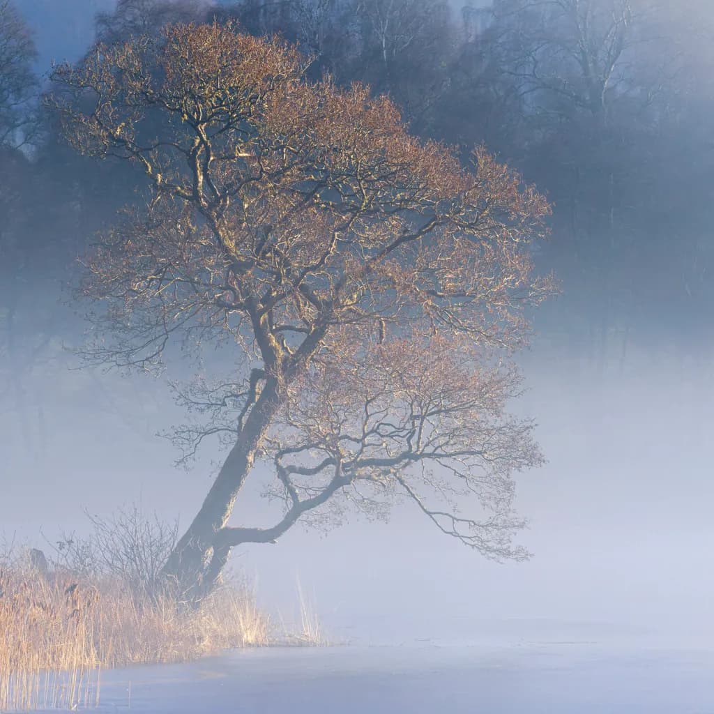 Misty Solitude
