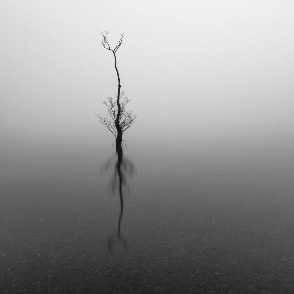 Solitary Reflection