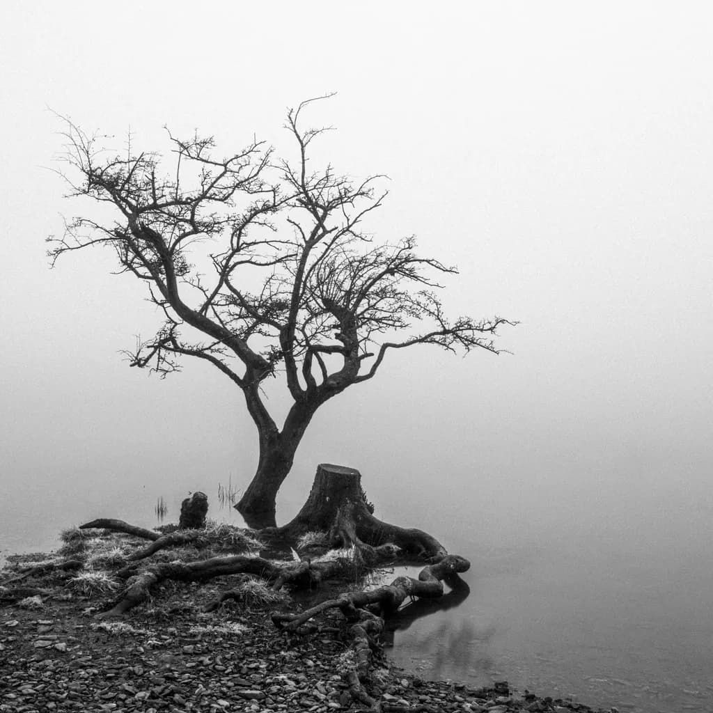 Lonely Reflection