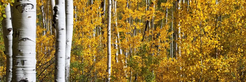 Golden Whispers: A Tranquil Autumn Embrace in the Forest of Aspens