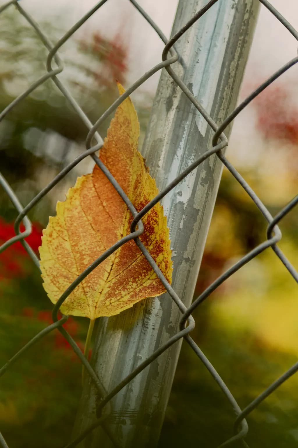 Golden Leaf Embraced by Steel: A Moment of Nature's Resilience