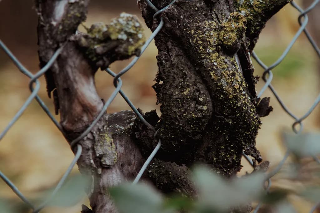 Whispers of Nature: A Journey Through Time and Texture in a Forgotten Corner
