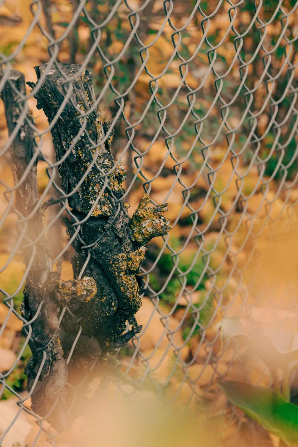 Whispers of Nature: A Journey Through Rust and Resilience