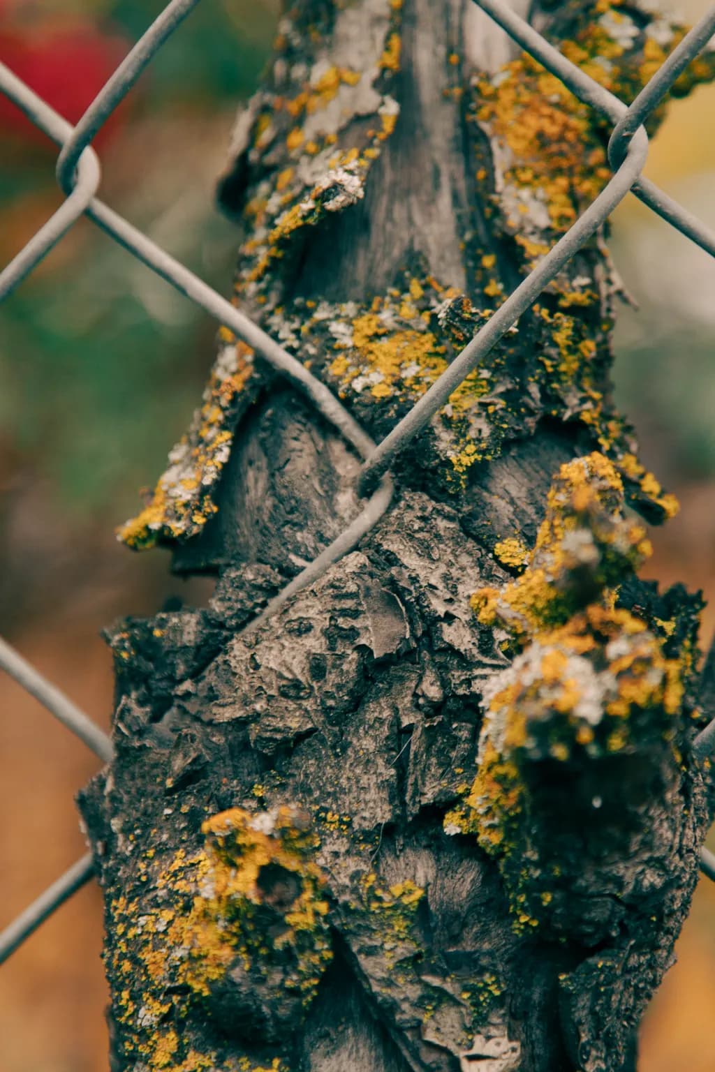 Whispers of Nature: The Dance of Wood and Metal with Lichen Textures
