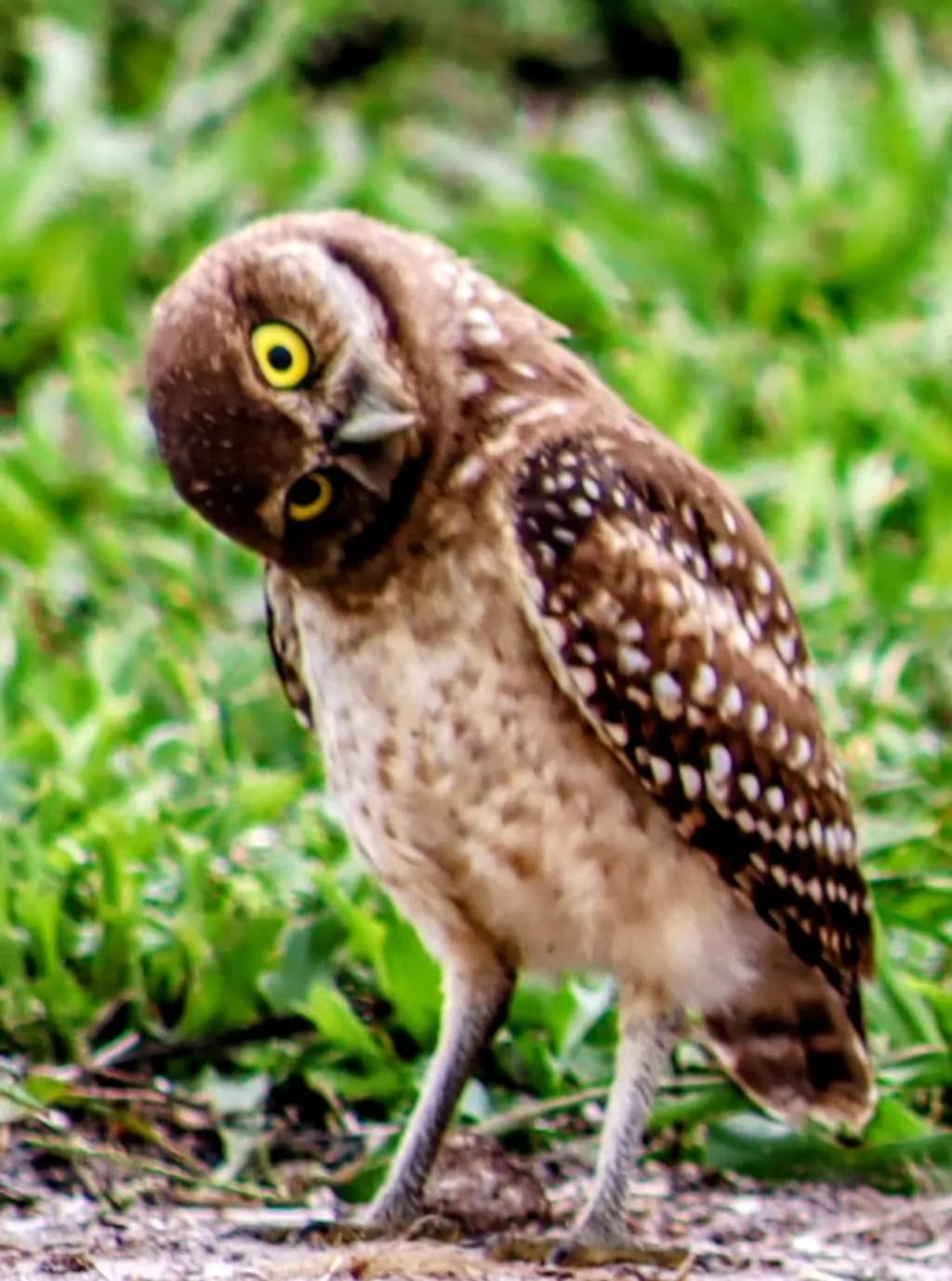 Curious Burrowing Owl