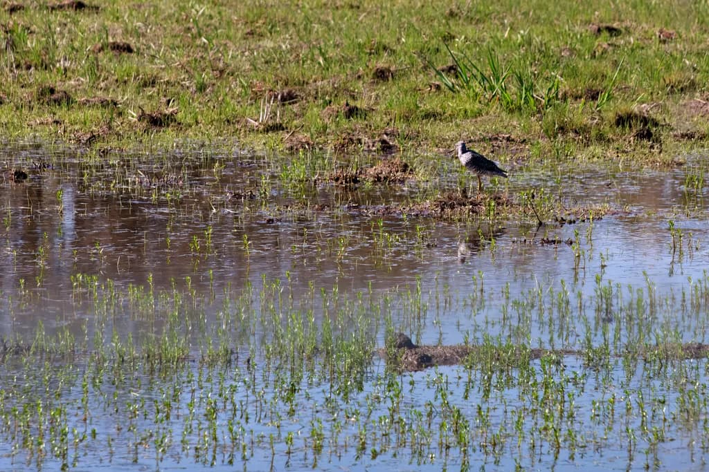 Sandpiper in Serene Wetland [2897]