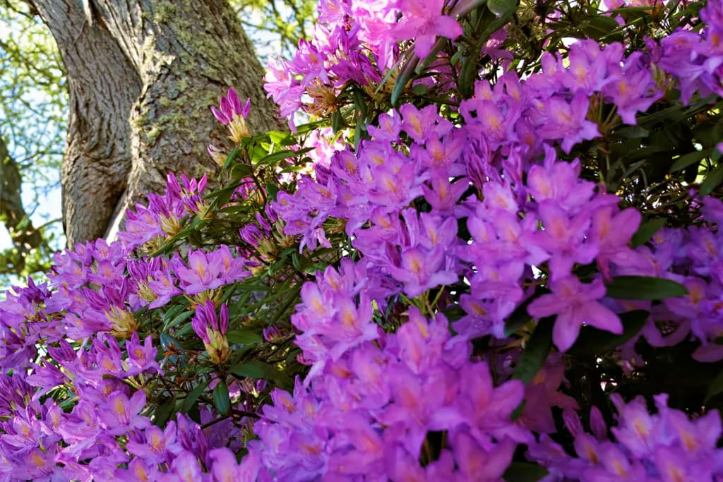 Azaleas in Bloom [3011]