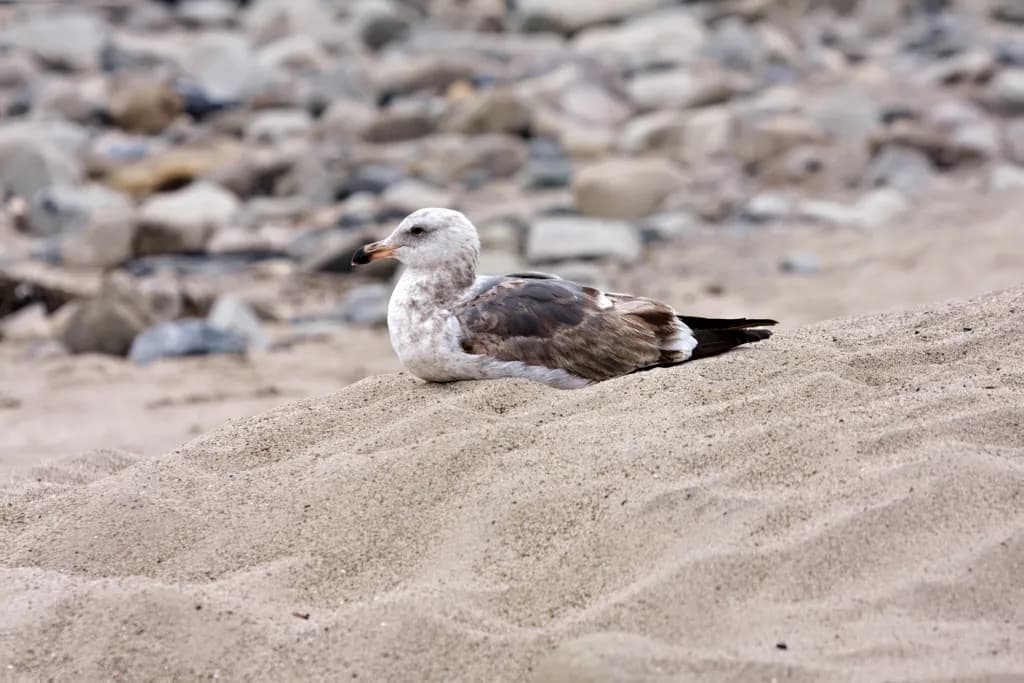 Seagull Serenity on the Shore [4278]
