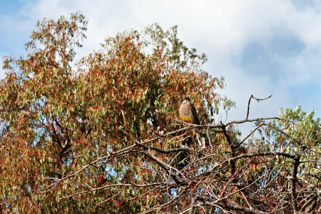 Wattle Bird's Peaceful Perch in Boronia [2701]
