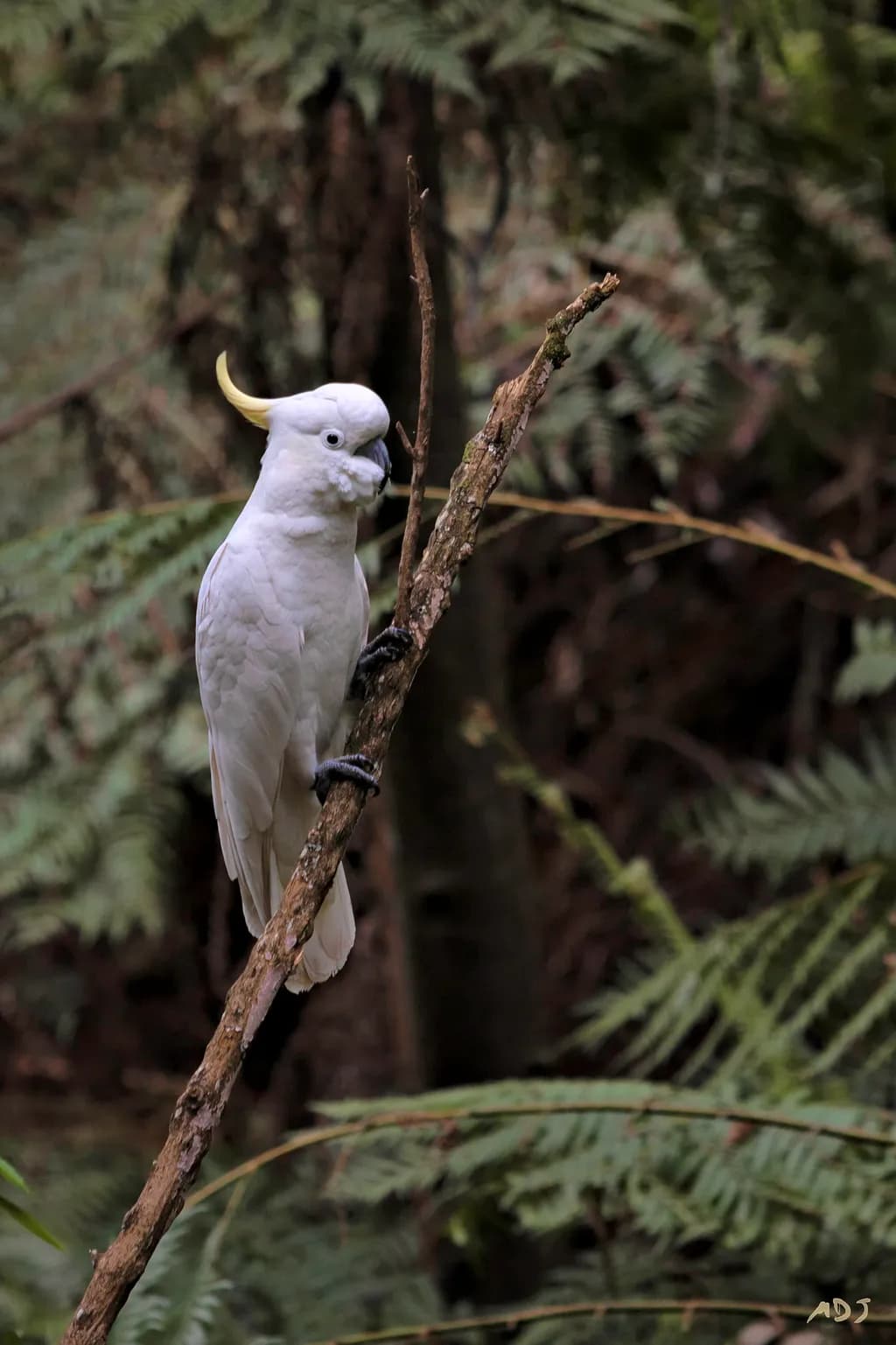 Cockatoo in the Ferns, Dandenong Ranges [8345]