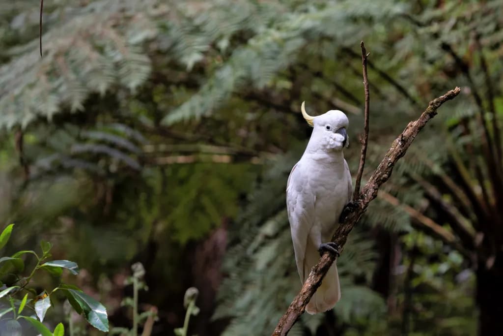 A Cockatoo's Quiet Moment in the Dandenong Ranges [8344]