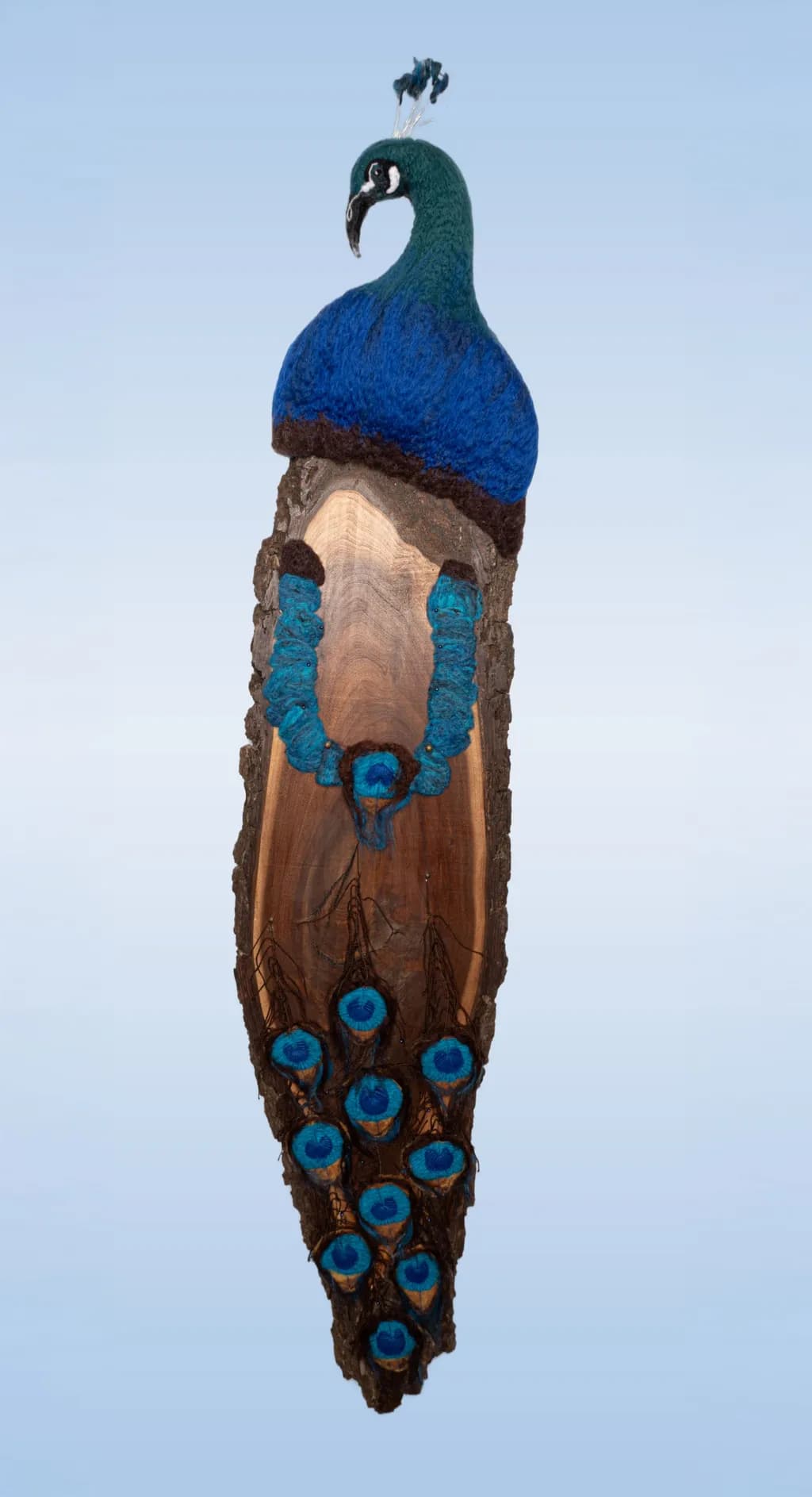 Argus the Bark Peacock