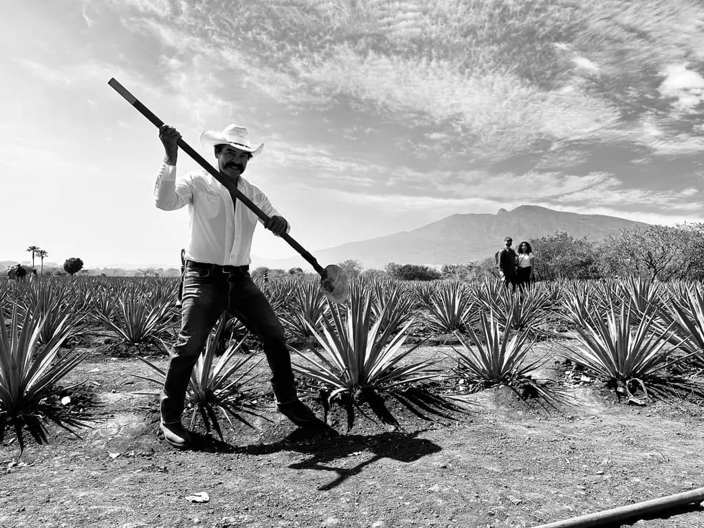 Agave Harvest