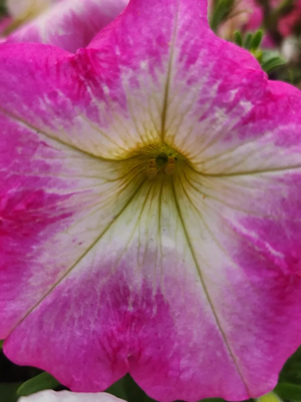 Whispers of Pink Petals