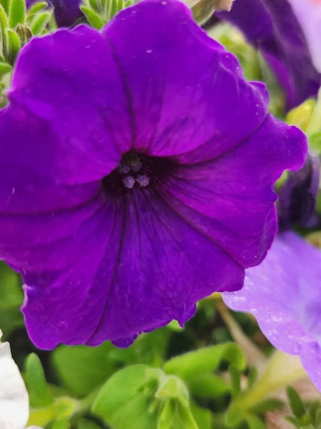 Nature's Jewel Petunia