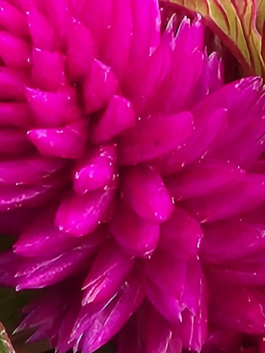 Petal Symphony