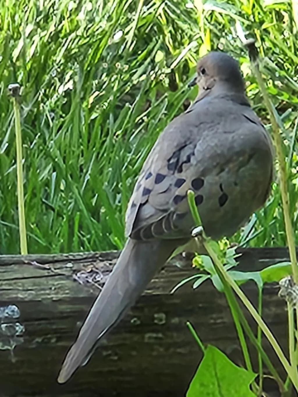 Whispers of the Mourning Dove: Feathered Serenity