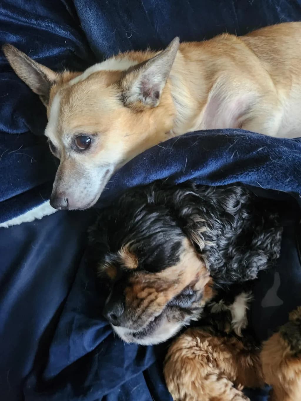 Snuggled Serenity