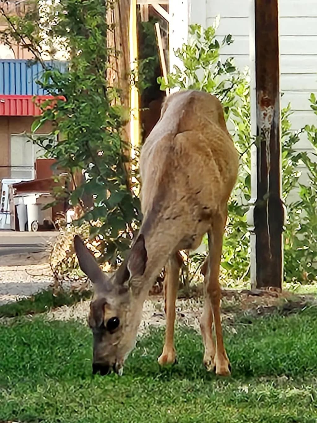 Grazing Grace Deer