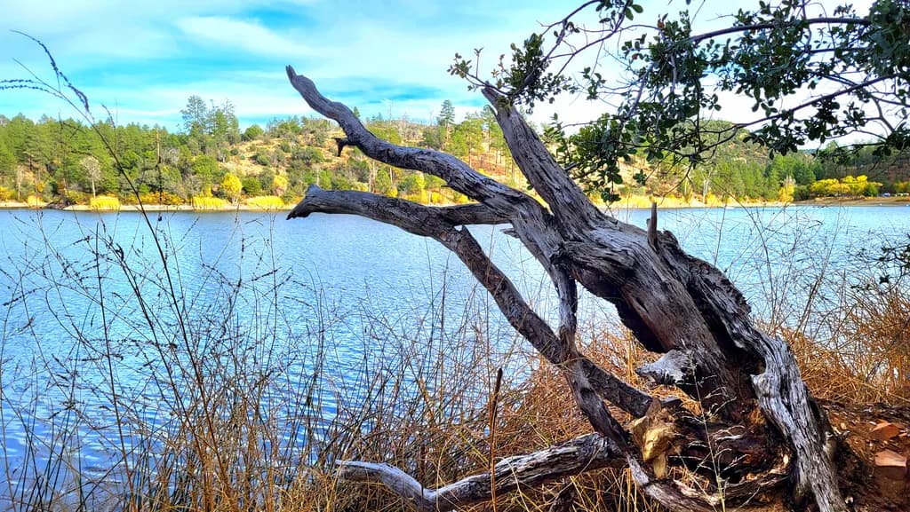 Whispers of Nature: A Serene Lakeside Encounter with Weathered Wood and Tranquil Waters