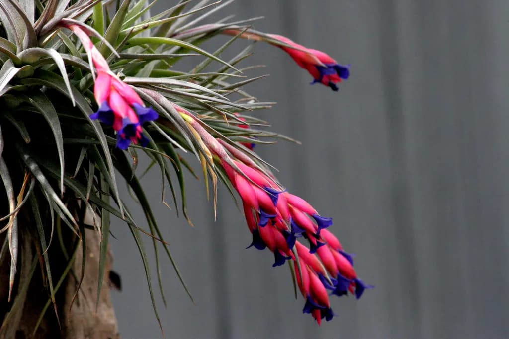 Vibrant Blooms: A Dance of Pink and Blue in Nature's Embrace