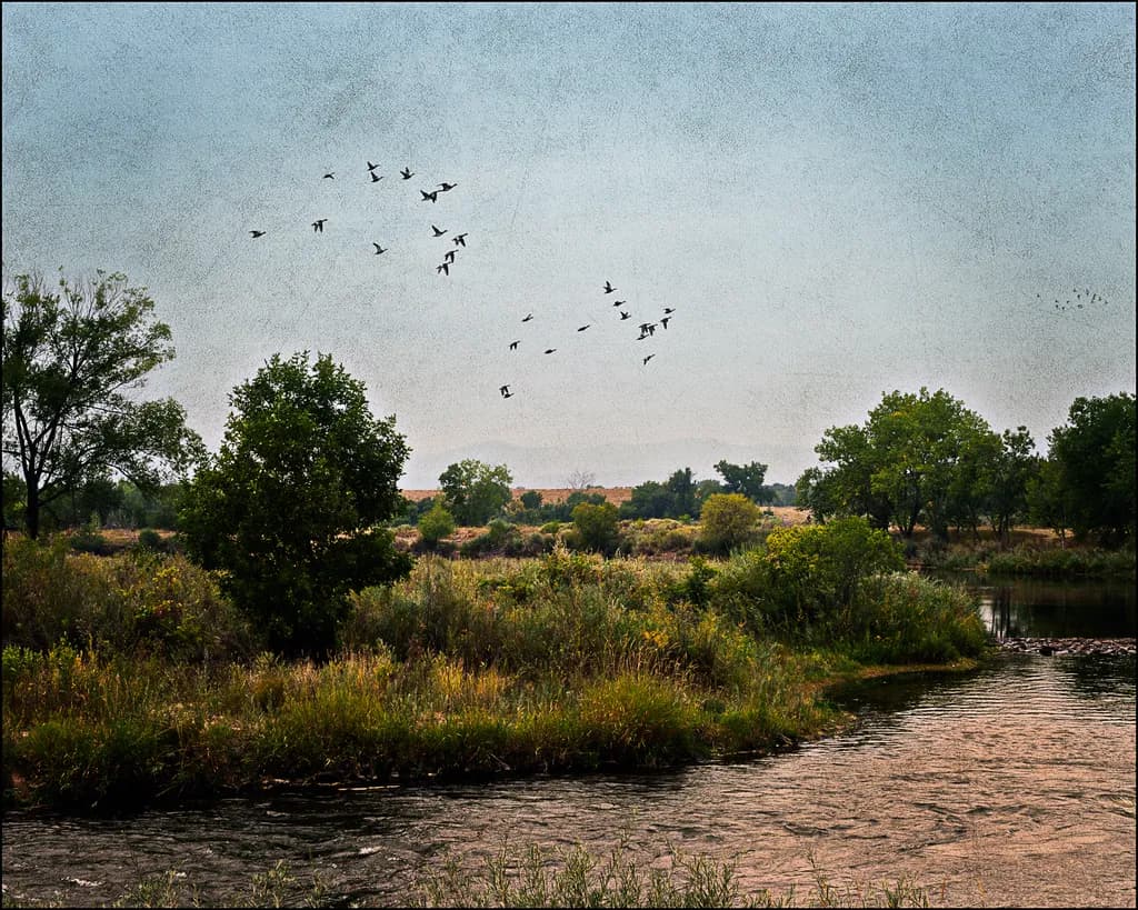 Nature's Comedy: A Hilarious Take on Serenity with Birds and Water