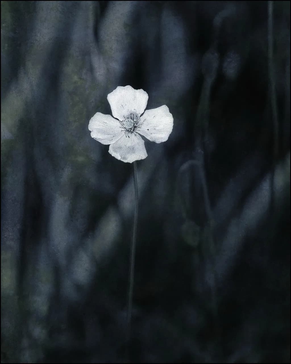 Whispers of Solitude: A Delicate Flower in Monochrome Elegance