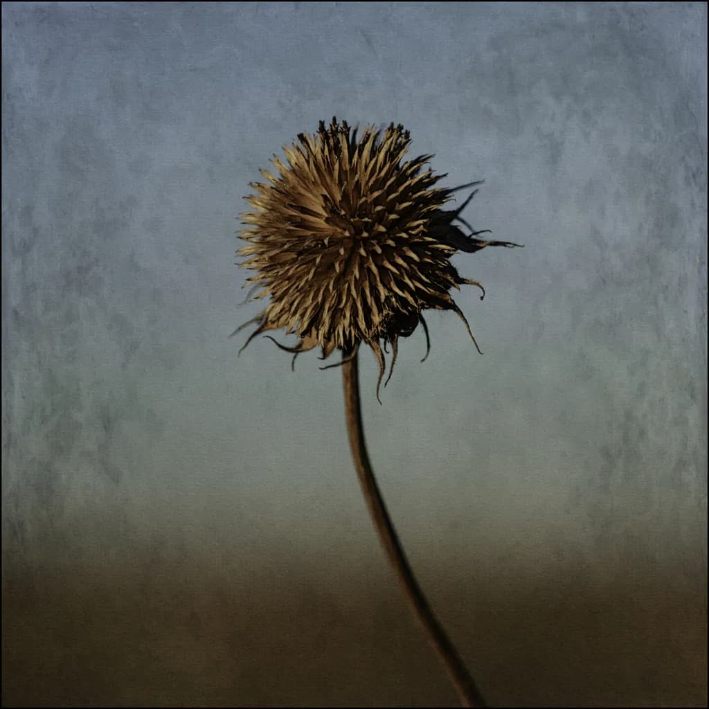 Dandelion Dreams: A Spiky Journey Through Nature's Quirky Side