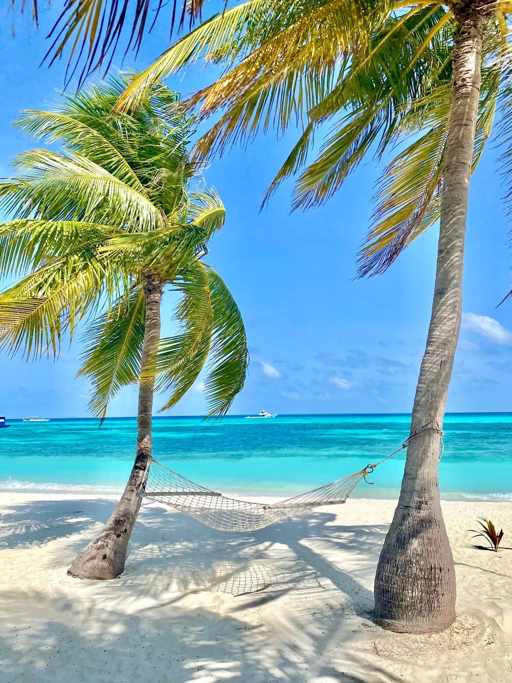 Tropical Serenity: A Hammock's Embrace Between Palm Trees by the Crystal-Clear Sea