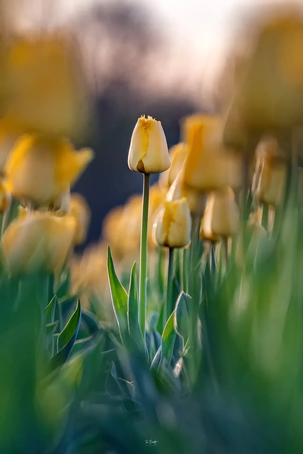Golden Tulip Serenity: A Captivating Moment in Nature's Embrace