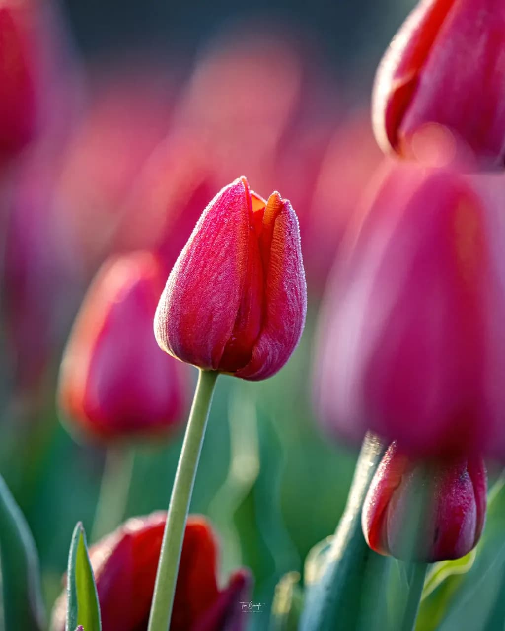 Whispers of Spring: A Radiant Tulip in Bloom Amidst a Sea of Colorful Petals
