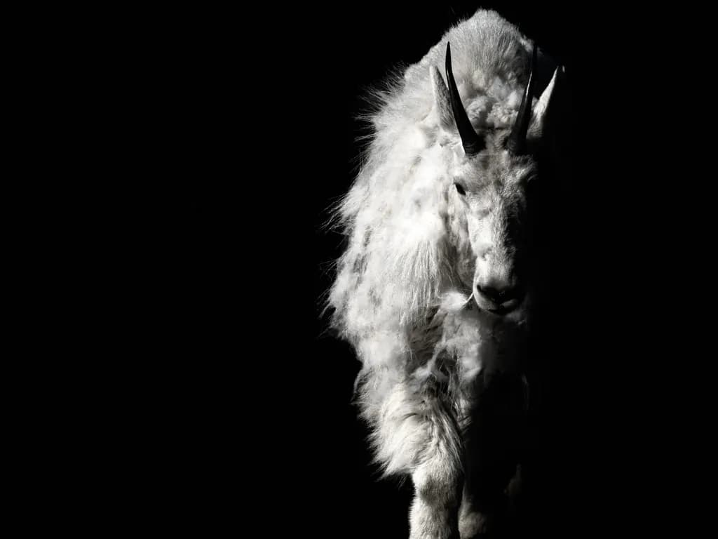 Shadow Mountain Goat Front