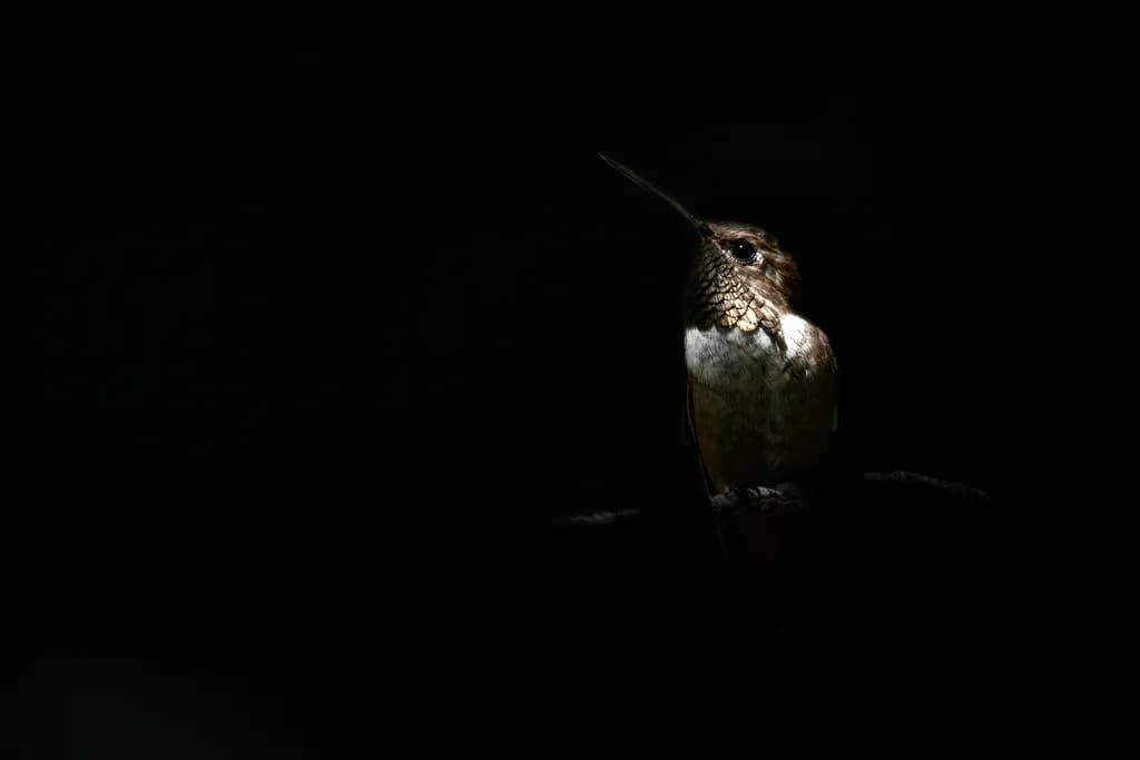 Shadow Rufous Hummingbird