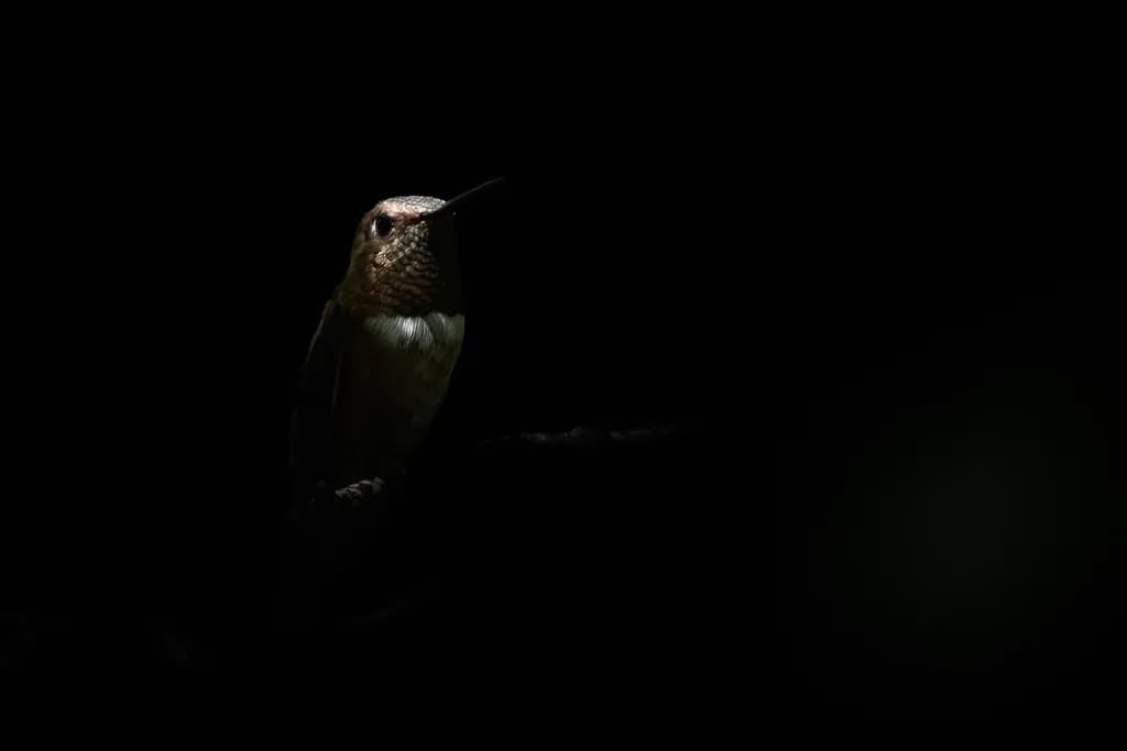 Shadow Rufous Hummingbird