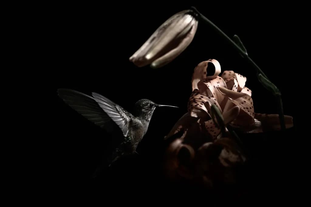 Shadow Hummer with Tiger Lily
