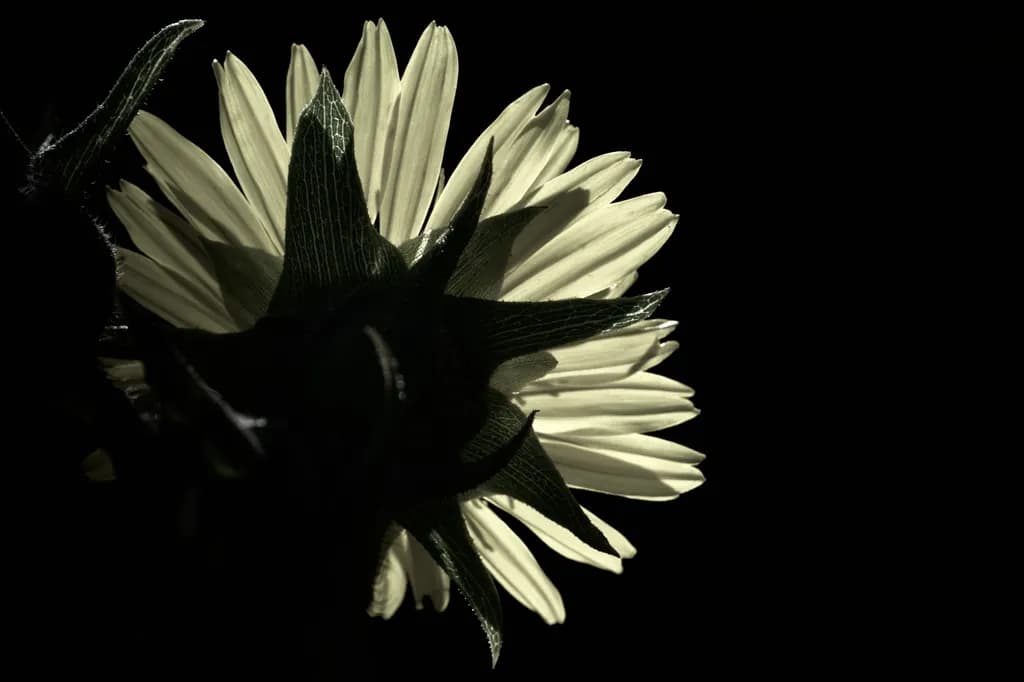 Shadow Sunflower Backlight