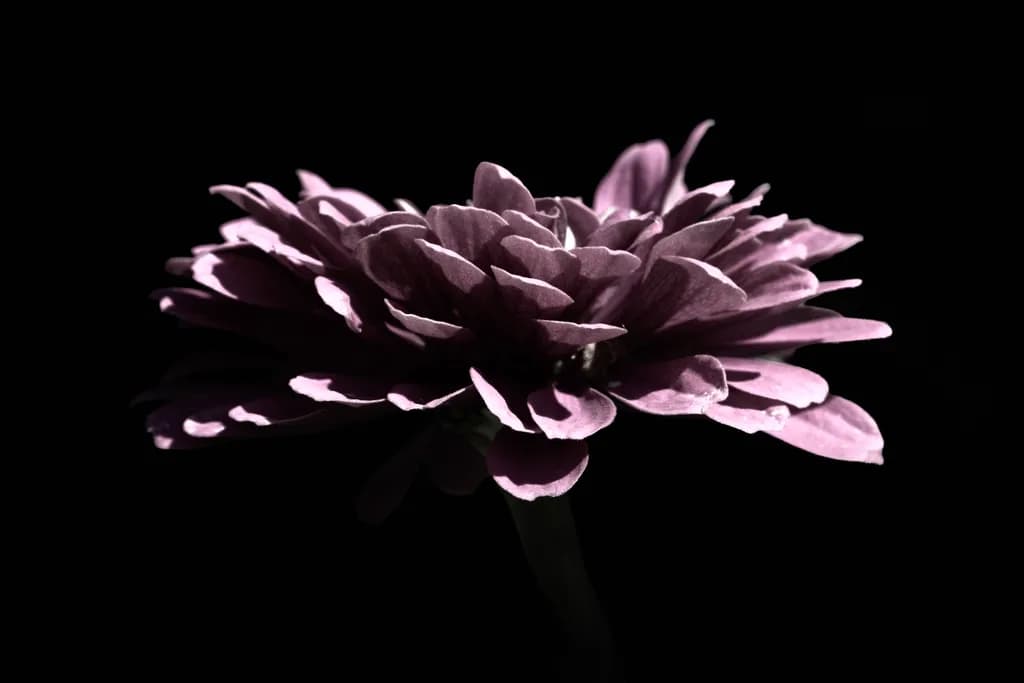 Shadow Pink Dahlia