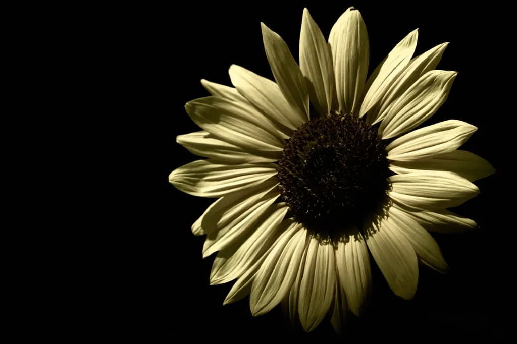 Shadow Sunflower Front