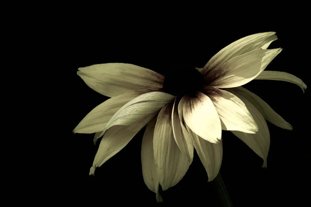 Shadow Sunflower