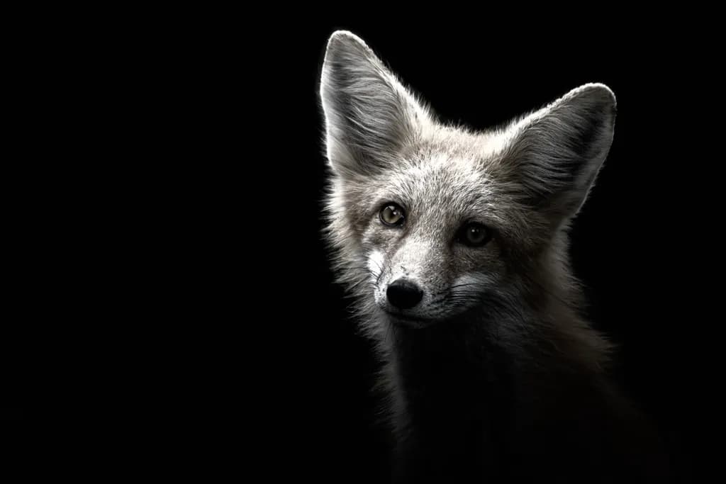 Shadow Fox Front Tilt