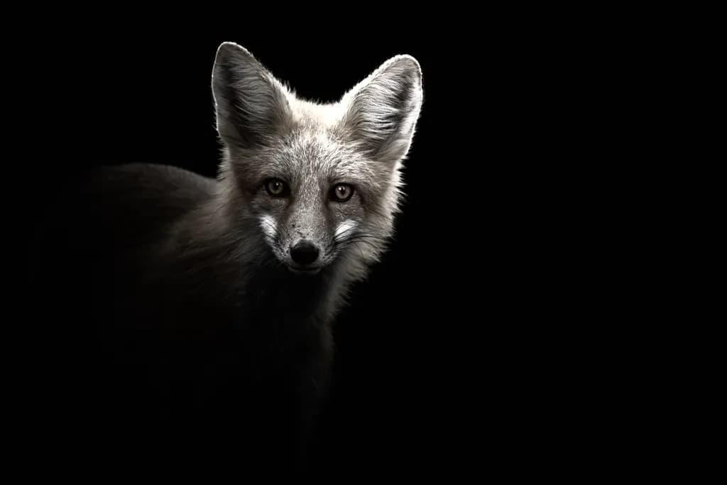 Shadow Fox Front Portrait