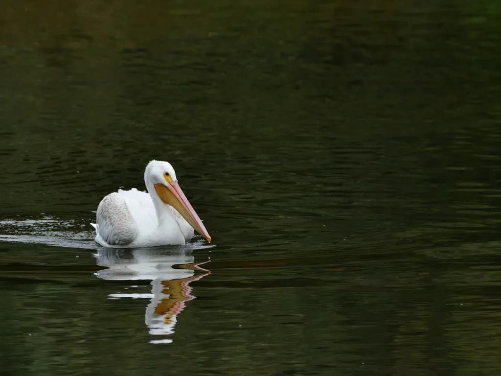 Serene Reflections: A Pelican's Journey Through Colorado Waters