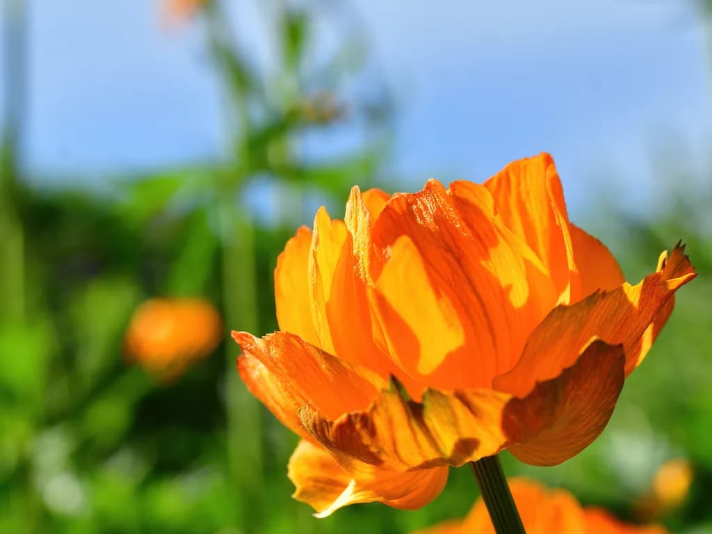 Golden Petals: A Vibrant Capture of Nature's Beauty in Colorado's Blooming Landscape